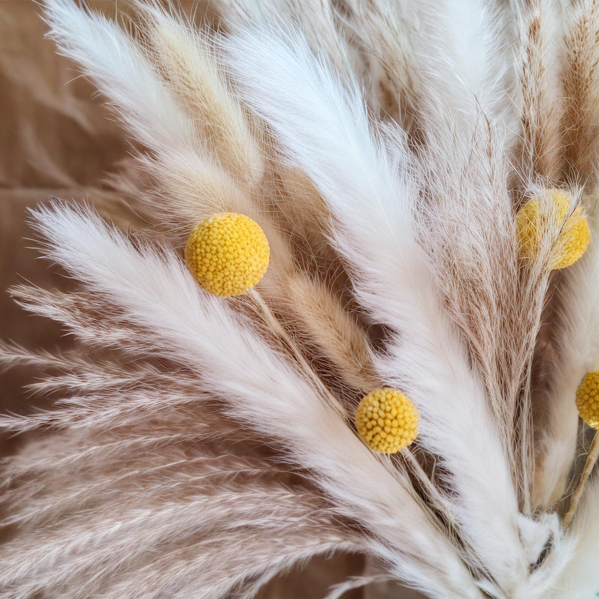 Suszone trawy pampasowe, natur – Pampas Grass Decor recenzja i cena